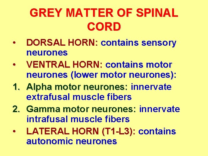 GREY MATTER OF SPINAL CORD • DORSAL HORN: contains sensory neurones • VENTRAL HORN: