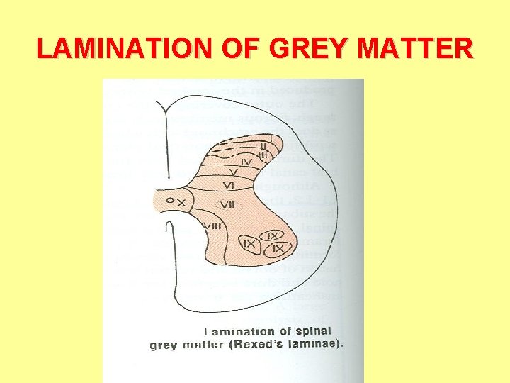 LAMINATION OF GREY MATTER 