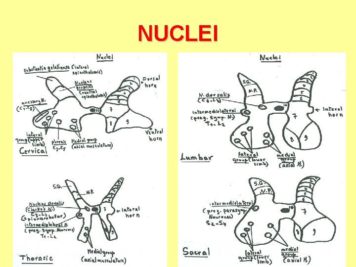 NUCLEI 
