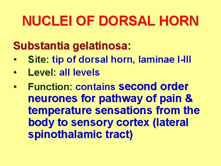NUCLEI OF DORSAL HORN Substantia gelatinosa: • • • Site: tip of dorsal horn,