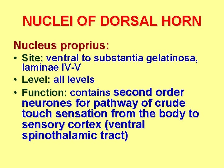 NUCLEI OF DORSAL HORN Nucleus proprius: • Site: ventral to substantia gelatinosa, laminae IV-V