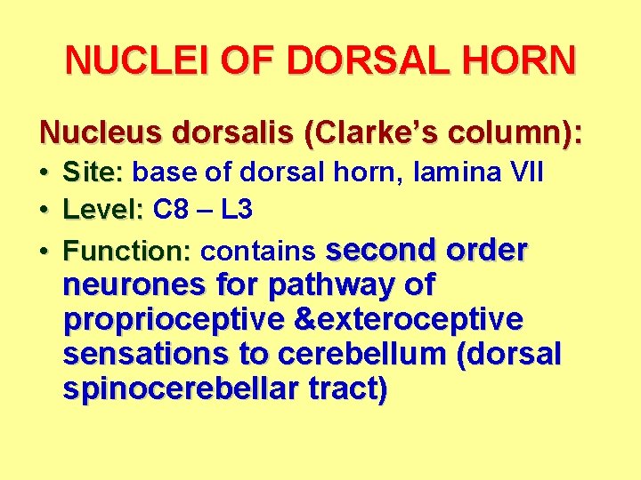 NUCLEI OF DORSAL HORN Nucleus dorsalis (Clarke’s column): • Site: base of dorsal horn,