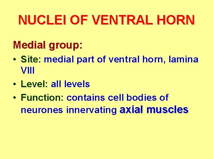 NUCLEI OF VENTRAL HORN Medial group: • Site: medial part of ventral horn, lamina