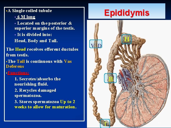 §A Single coiled tubule 6 M long § Located on the posterior & superior