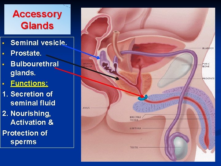 Accessory Glands Seminal vesicle. § Prostate. § Bulbourethral glands. § Functions: 1. Secretion of