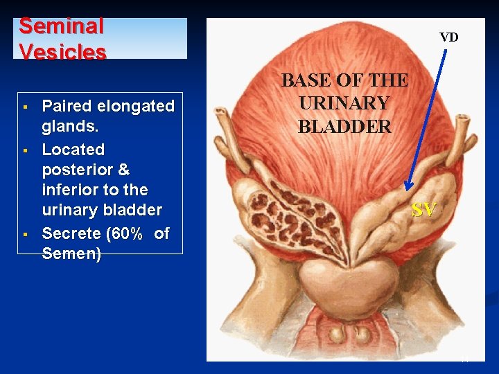 Seminal Vesicles § § § Paired elongated glands. Located posterior & inferior to the