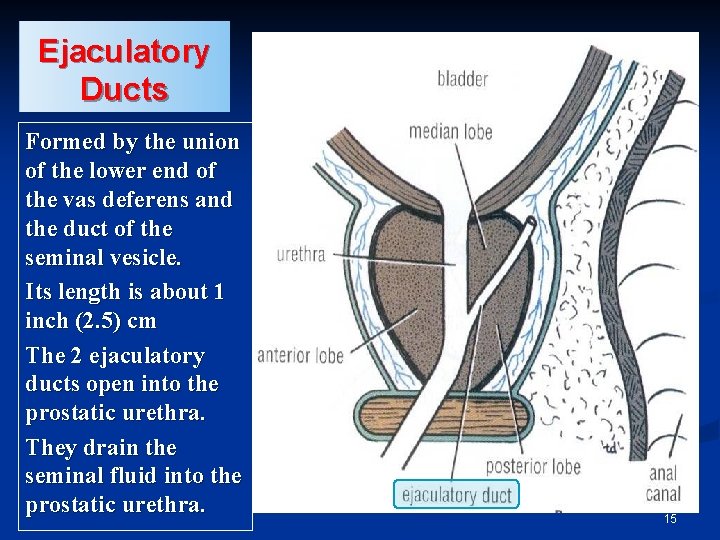 Ejaculatory Ducts Formed by the union of the lower end of the vas deferens
