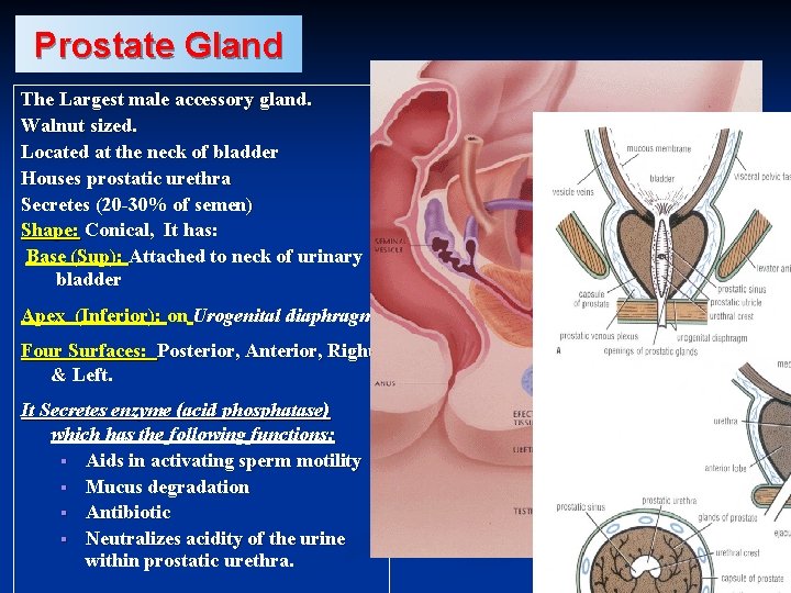 Prostate Gland The Largest male accessory gland. Walnut sized. Located at the neck of