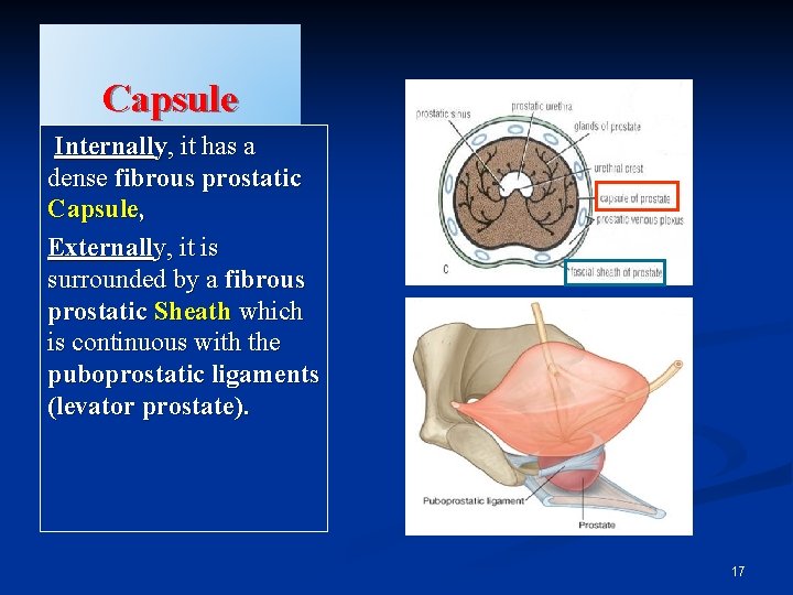 Capsule Internally, it has a dense fibrous prostatic Capsule, Externally, it is surrounded by