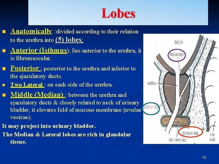 Lobes n n Anatomically : divided according to their relation to the urethra into