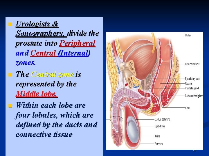 n n n Urologists & Sonographers, divide the prostate into Peripheral and Central (Internal)