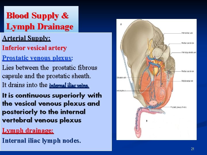 Blood Supply & Lymph Drainage Arterial Supply: Inferior vesical artery Prostatic venous plexus: Lies