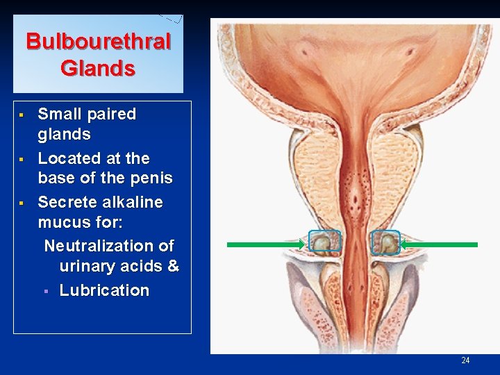 Bulbourethral Glands § § § Small paired glands Located at the base of the
