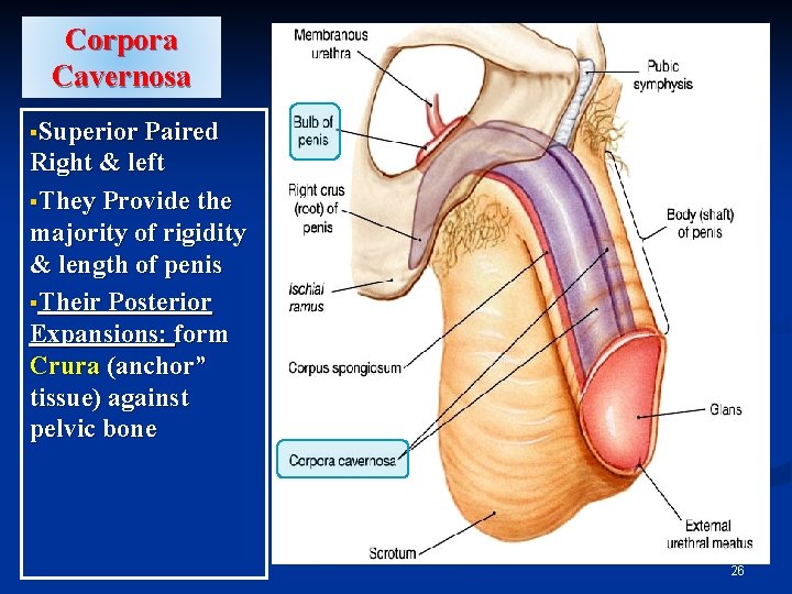 Corpora Cavernosa §Superior Paired Right & left §They Provide the majority of rigidity &