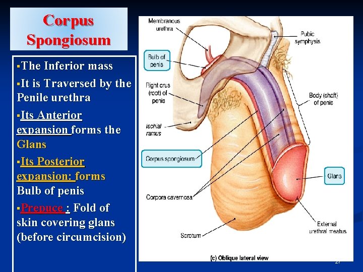 Corpus Spongiosum §The Inferior mass §It is Traversed by the Penile urethra §Its Anterior