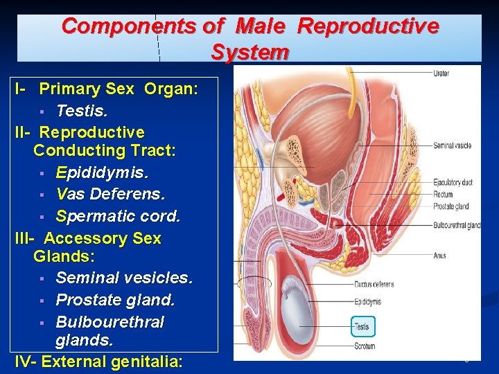 Components of Male Reproductive System I- Primary Sex Organ: § Testis. II- Reproductive Conducting