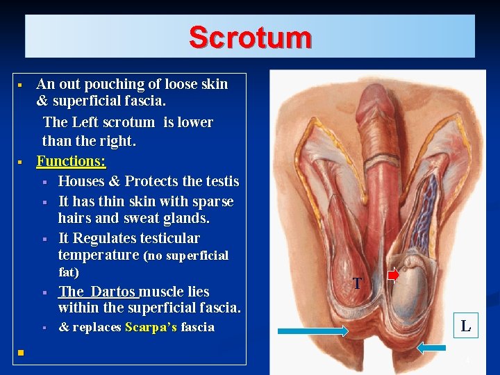 Scrotum § § An out pouching of loose skin & superficial fascia. The Left