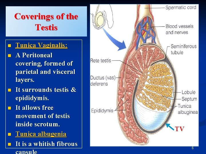 Coverings of the Testis n n n Tunica Vaginalis: A Peritoneal covering, formed of