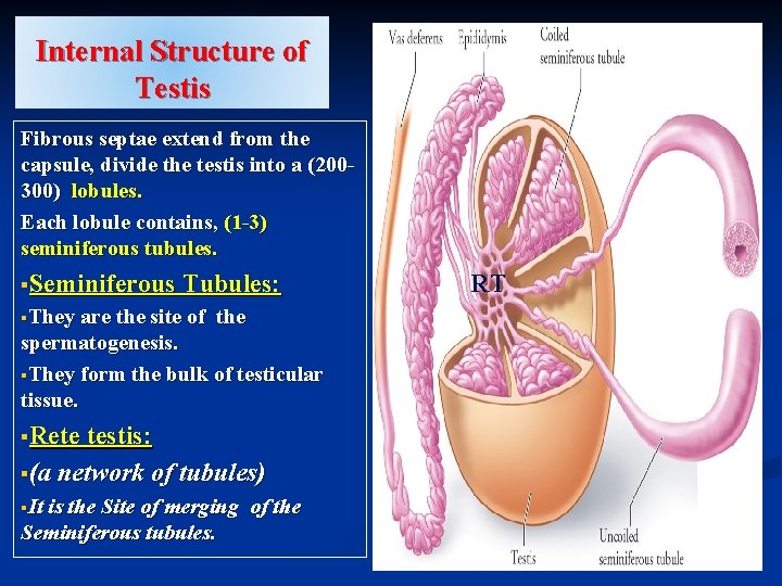 Internal Structure of Testis Fibrous septae extend from the capsule, divide the testis into