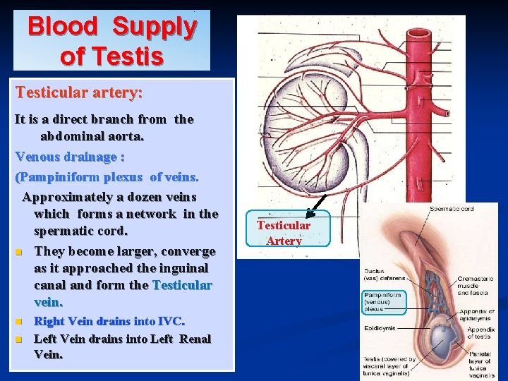 Blood Supply of Testis Testicular artery: It is a direct branch from the abdominal