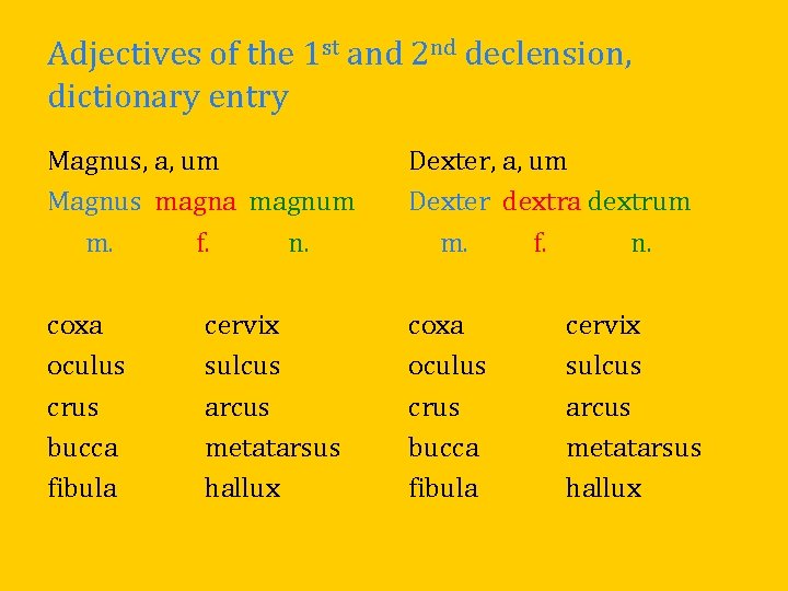 Adjectives of the 1 st and 2 nd declension, dictionary entry Magnus, a, um