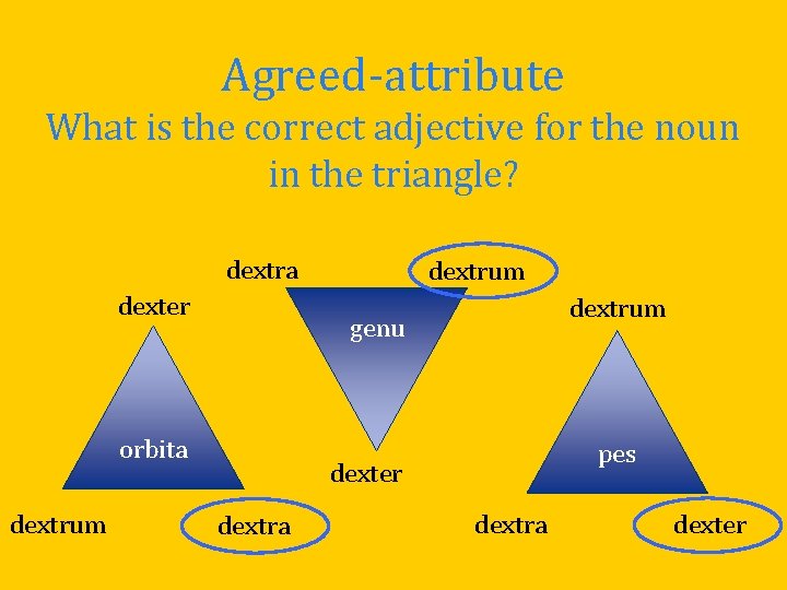 Agreed-attribute What is the correct adjective for the noun in the triangle? dextra dexter
