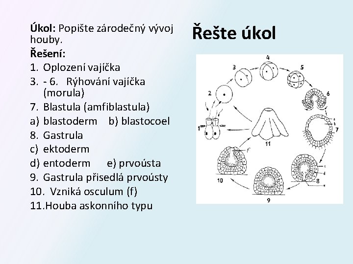 Úkol: Popište zárodečný vývoj houby. Řešení: 1. Oplození vajíčka 3. - 6. Rýhování vajíčka