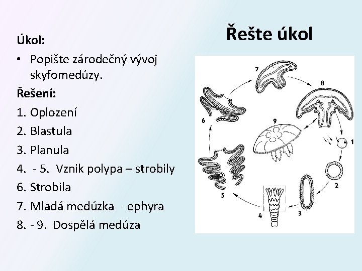 Úkol: • Popište zárodečný vývoj skyfomedúzy. Řešení: 1. Oplození 2. Blastula 3. Planula 4.