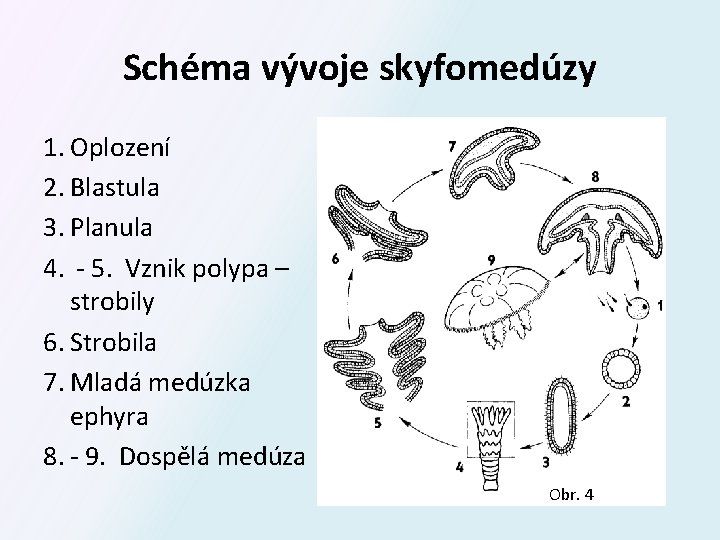 Schéma vývoje skyfomedúzy 1. Oplození 2. Blastula 3. Planula 4. - 5. Vznik polypa