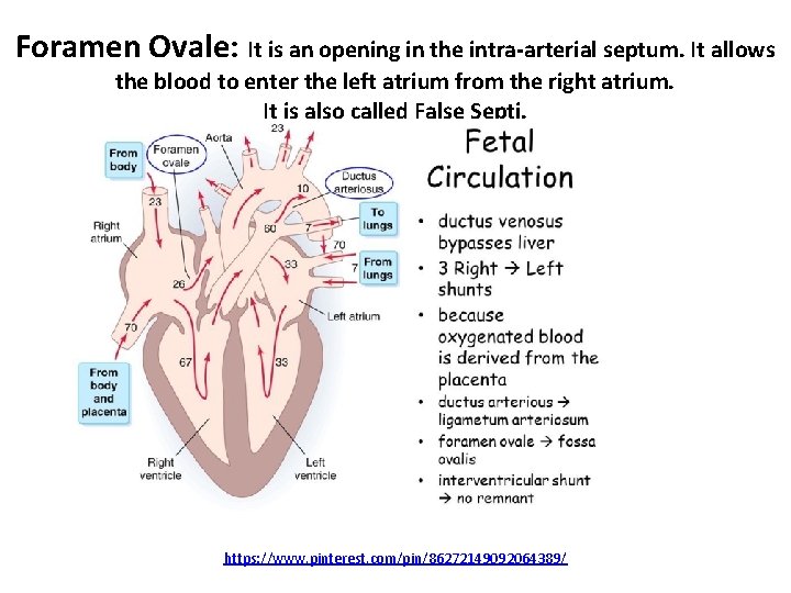Foramen Ovale: It is an opening in the intra-arterial septum. It allows the blood Foramen Ovale: It is an opening in the intra-arterial septum. It allows the blood