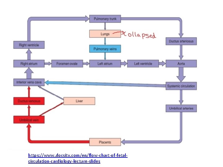 https: //www. docsity. com/en/flow-chart-of-fetalcirculation-cardiology-lecture-slides https: //www. docsity. com/en/flow-chart-of-fetalcirculation-cardiology-lecture-slides