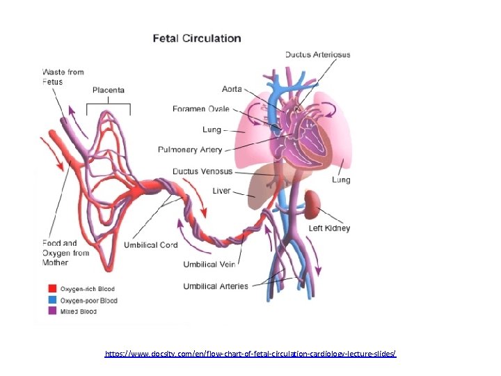 https: //www. docsity. com/en/flow-chart-of-fetal-circulation-cardiology-lecture-slides/ https: //www. docsity. com/en/flow-chart-of-fetal-circulation-cardiology-lecture-slides/