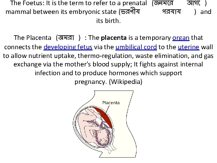 The Foetus: It is the term to refer to a prenatal (জনম র আগ The Foetus: It is the term to refer to a prenatal (জনম র আগ