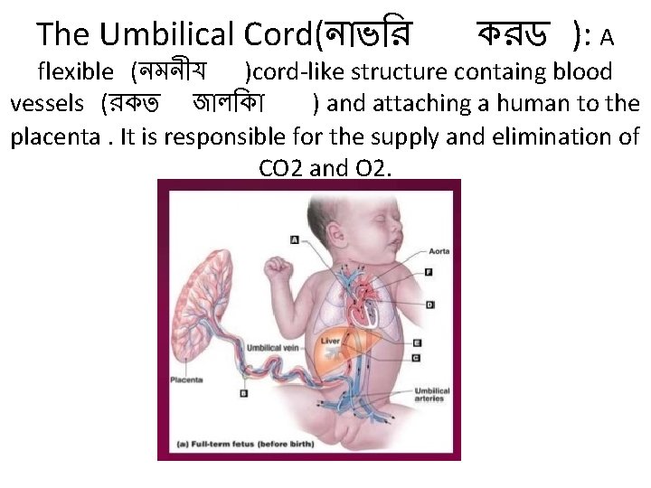 The Umbilical Cord(ন ভ র করড ): A flexible (নমন য )cord-like structure containg The Umbilical Cord(ন ভ র করড ): A flexible (নমন য )cord-like structure containg