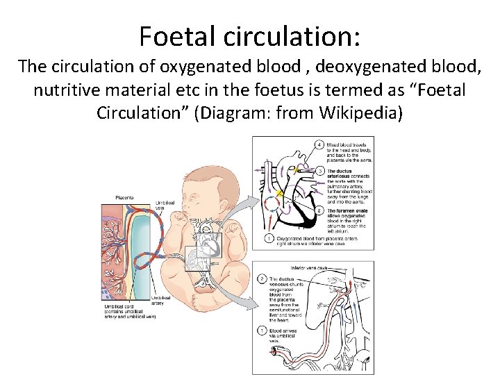 Foetal circulation: The circulation of oxygenated blood , deoxygenated blood, nutritive material etc in Foetal circulation: The circulation of oxygenated blood , deoxygenated blood, nutritive material etc in