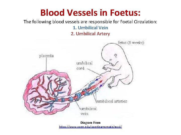 Blood Vessels in Foetus: The following blood vessels are responsible for Foetal Circulation: 1. Blood Vessels in Foetus: The following blood vessels are responsible for Foetal Circulation: 1.