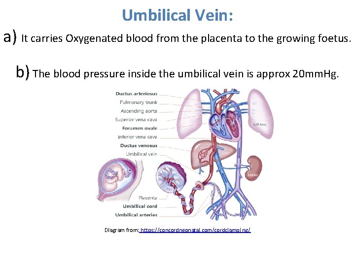 Umbilical Vein: a) It carries Oxygenated blood from the placenta to the growing foetus. Umbilical Vein: a) It carries Oxygenated blood from the placenta to the growing foetus.