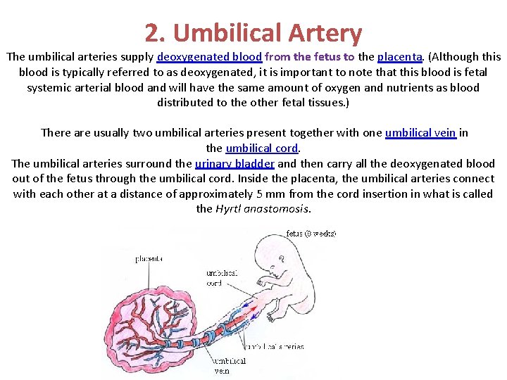 2. Umbilical Artery The umbilical arteries supply deoxygenated blood from the fetus to the 2. Umbilical Artery The umbilical arteries supply deoxygenated blood from the fetus to the