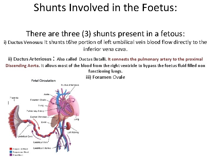 Shunts Involved in the Foetus: There are three (3) shunts present in a fetous: Shunts Involved in the Foetus: There are three (3) shunts present in a fetous: