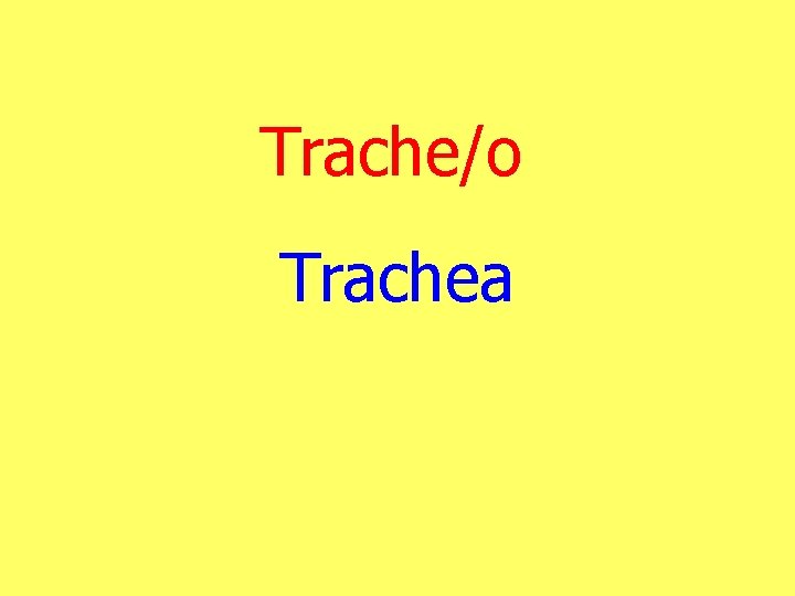 Trache/o Trachea 