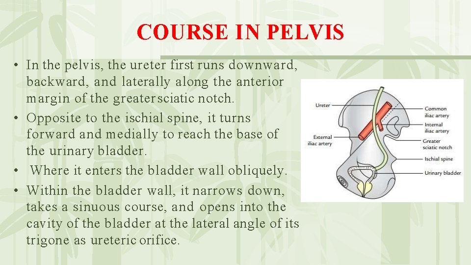 COURSE IN PELVIS • In the pelvis, the ureter first runs downward, backward, and