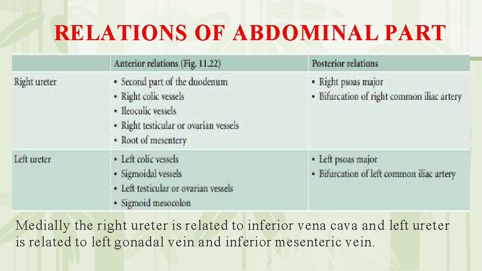 RELATIONS OF ABDOMINAL PART Medially the right ureter is related to inferior vena cava