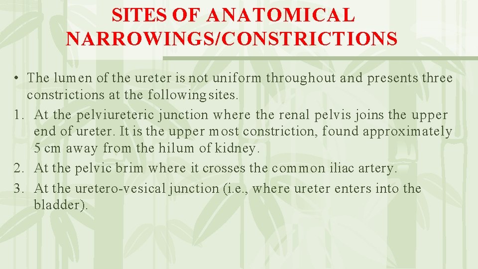 SITES OF ANATOMICAL NARROWINGS/CONSTRICTIONS • The lumen of the ureter is not uniform throughout