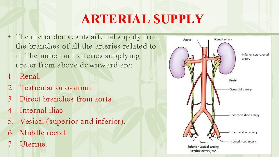 ARTERIAL SUPPLY • The ureter derives its arterial supply from the branches of all