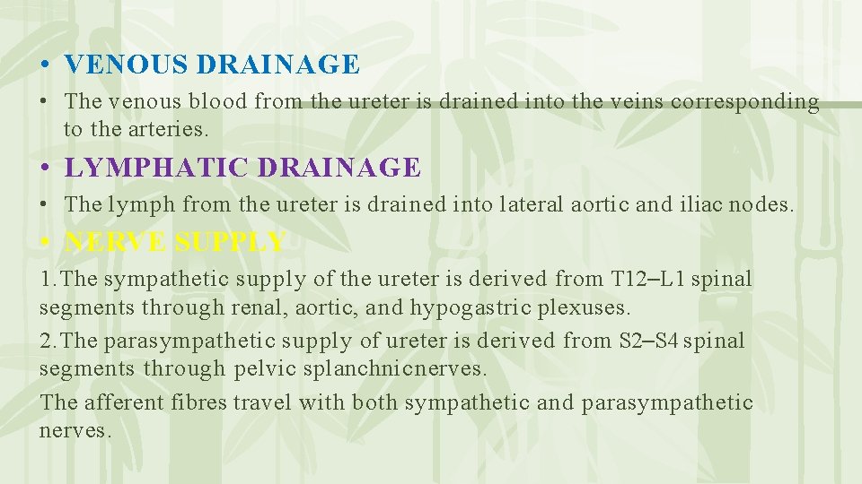  • VENOUS DRAINAGE • The venous blood from the ureter is drained into