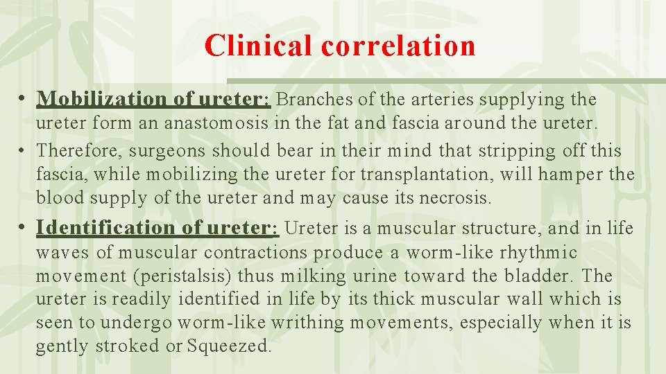 Clinical correlation • Mobilization of ureter : Branches of the arteries supplying the ureter
