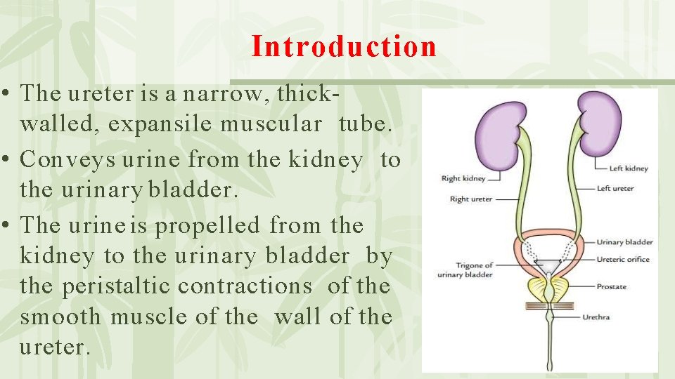 Introduction • The ureter is a narrow, thickwalled, expansile muscular tube. • Conveys urine