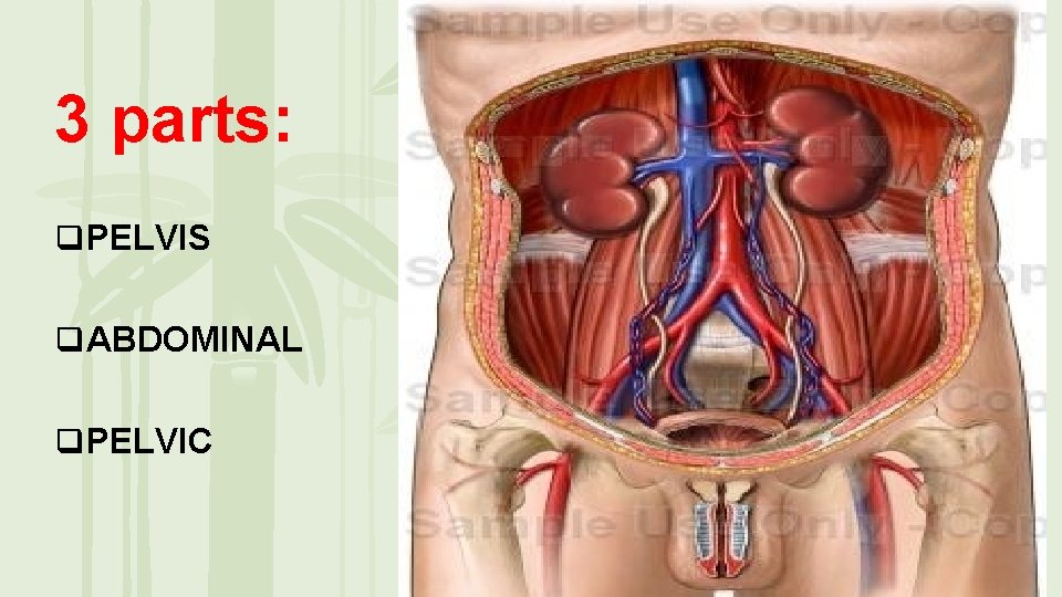 3 parts: PELVIS ABDOMINAL PELVIC 