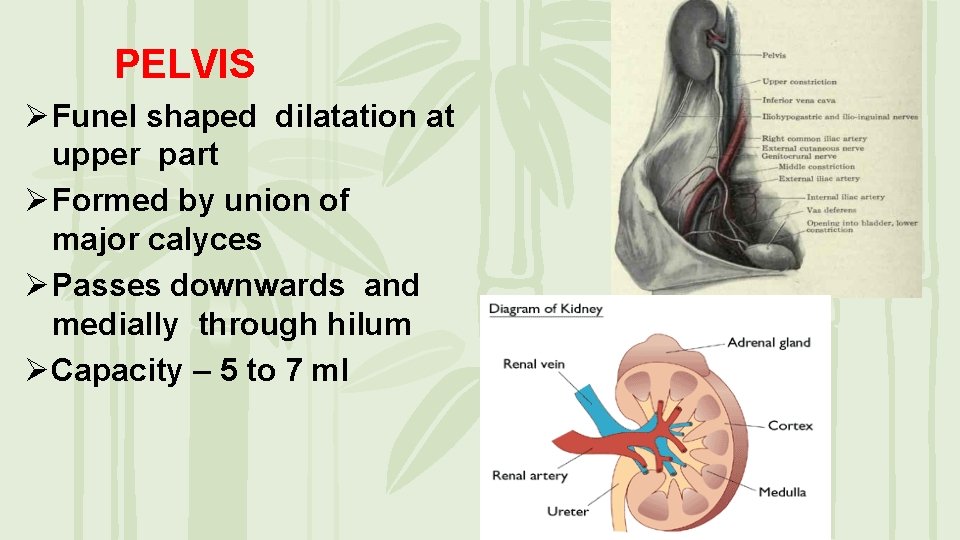 PELVIS Ø Funel shaped dilatation at upper part Ø Formed by union of major