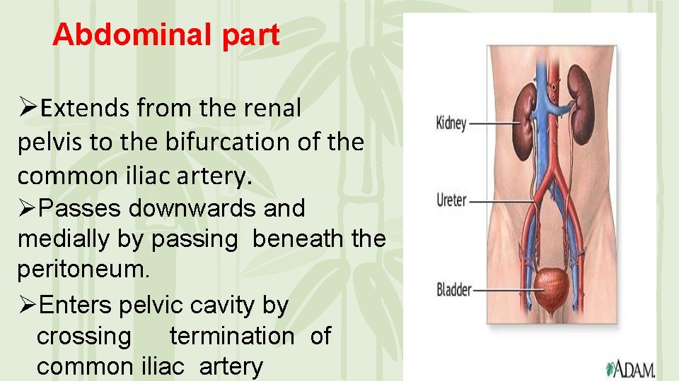 Abdominal part ØExtends from the renal pelvis to the bifurcation of the common iliac